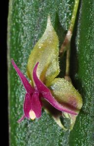 Lepanthes meniscophora