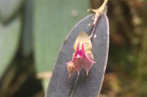 Lepanthes meniscophora