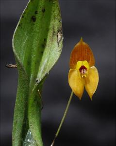 Lepanthes ophelma