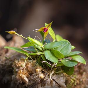 Lepanthes pulchella