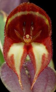 Lepanthes quadricornis