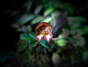 Lepanthes quadricornis