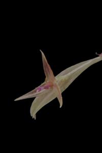 Lepanthes scrotifera