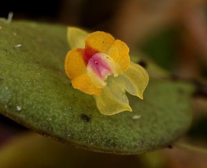 Lepanthes wageneri
