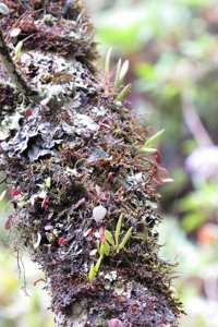 Lepanthes wageneri