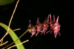 Lepanthopsis prolifera