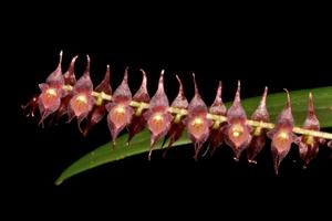 Lepanthopsis prolifera