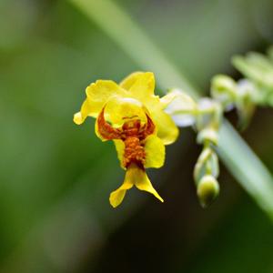 Lockhartia oerstedii