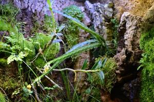 Lockhartia oerstedii