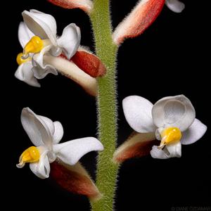 Ludisia discolor