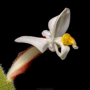 Ludisia discolor