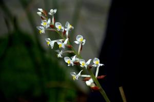 Ludisia discolor