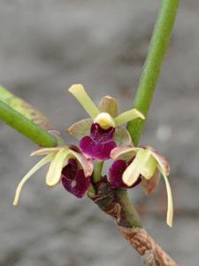 Luisia javanica