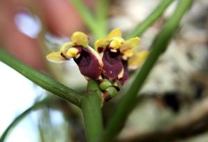 Luisia javanica