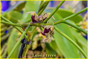 Luisia teres