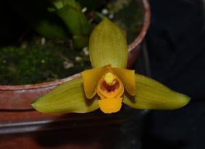 Lycaste aromatica