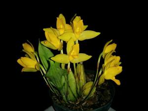 Lycaste aromatica