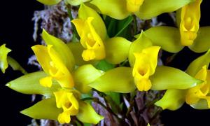 Lycaste aromatica