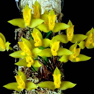 Lycaste aromatica