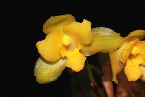 Lycaste campbellii