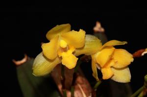 Lycaste campbellii