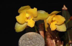 Lycaste campbellii