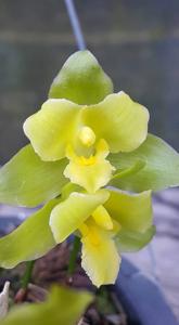 Lycaste campbellii