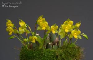 Lycaste campbellii