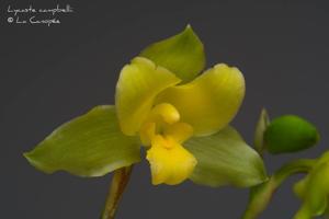 Lycaste campbellii