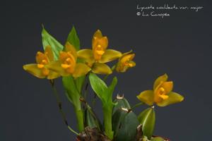 Lycaste cochleata