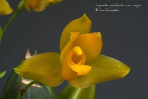 Lycaste cochleata