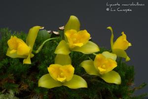 Lycaste macrobulbon