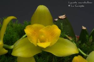 Lycaste macrobulbon