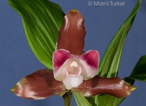 Lycaste macrophylla