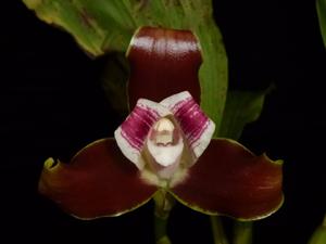 Lycaste macrophylla