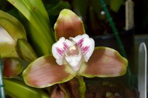 Lycaste macrophylla