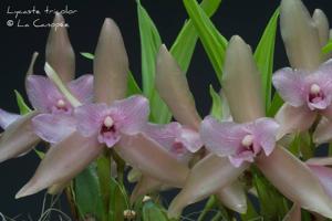 Lycaste tricolor