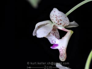 Macropodanthus alatus