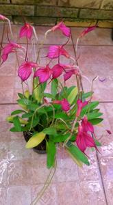 Masdevallia amabilis