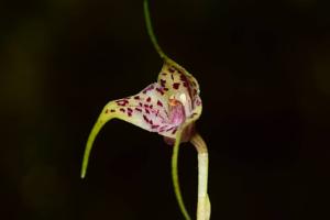 Masdevallia laevis