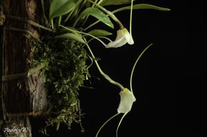 Masdevallia andreettana