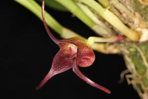 Masdevallia angulata