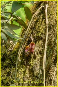 Masdevallia angulata