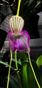 Masdevallia antonii