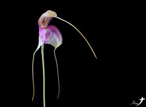 Masdevallia antonii