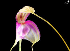 Masdevallia antonii