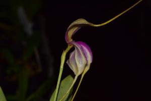 Masdevallia antonii