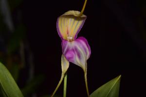 Masdevallia antonii