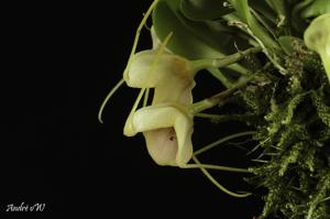 Masdevallia ariasii