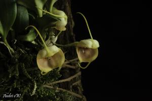 Masdevallia ariasii